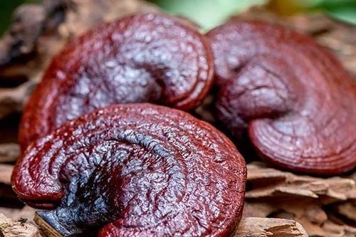Cảnh giác với nấm linh chi kém chất lượng