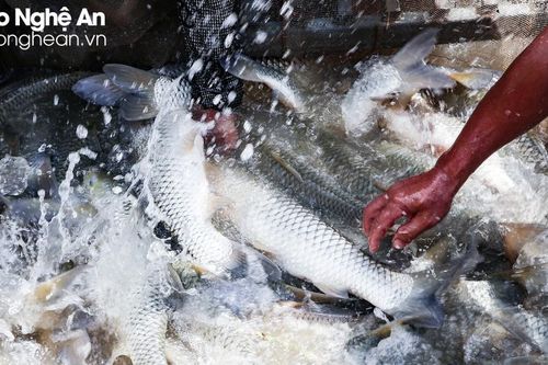 Thu lãi lớn từ nuôi cá lồng đặc sản trên sông Quàng