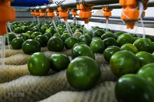 Hòa Bình: Quýt Ôn Châu được giá, người dân Cao Phong phấn khởi