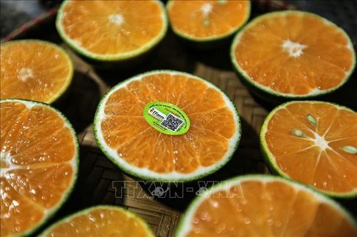 Quýt Ôn Châu mang lại thu nhập ổn định cho người dân vùng cao
