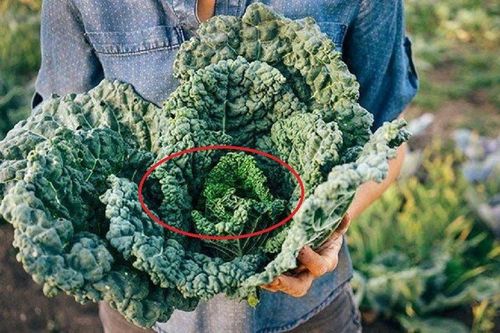 Loại rau 'bắt mắt' nhiều canxi vượt xa trứng, sữa, không phải ai cũng biết