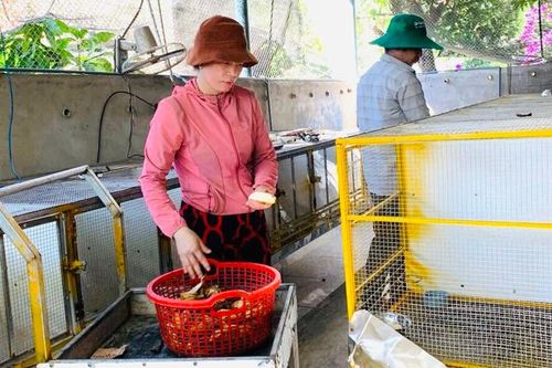 Làm giàu từ nuôi chồn hương