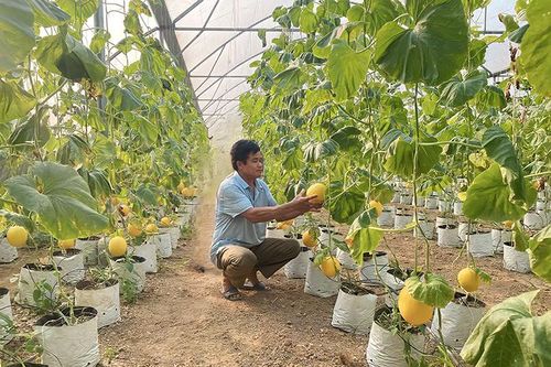 Thường Xuân phát triển các mô hình nông nghiệp theo hướng công nghệ cao