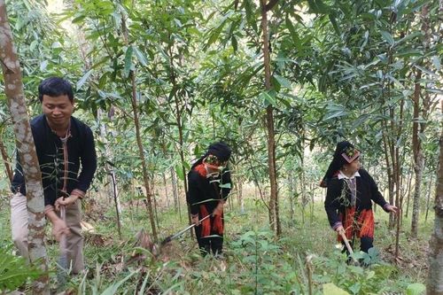 Lào Cai tìm chiến lược phát triển ngành quế