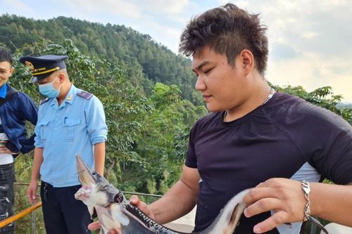 Chính phủ yêu cầu siết chặt không để cá tầm lậu 'bơi' vào thị trường Việt Nam