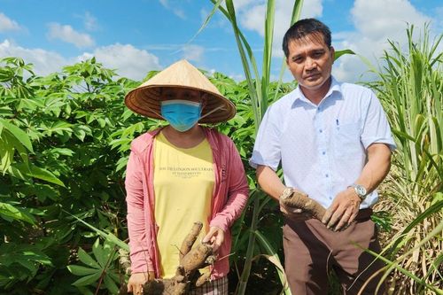 Ia Pa tìm hướng phát triển bền vững cho cây mì và lúa