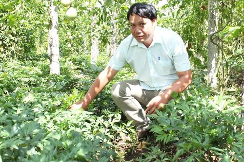 Phát triển cây dược liệu: Vốn chờ... dự án