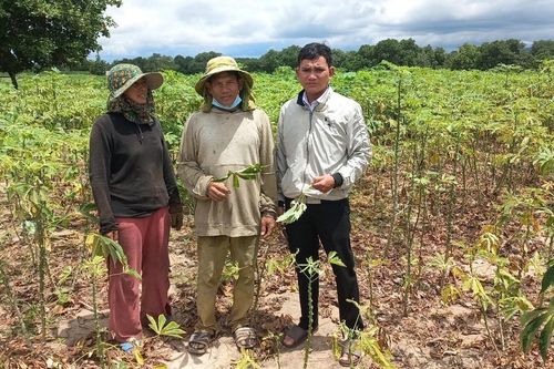 Ia Pa: Hơn 610 ha mì bị nhện đỏ gây hại