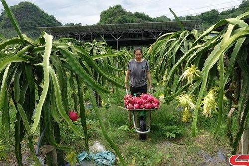 Thực hiện khâu đột phá trong học và làm theo Bác ở Nà Bó