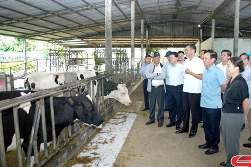 Đoàn công tác Tỉnh ủy Thừa Thiên Huế tham quan một số mô hình nông nghiệp tại Mộc Châu