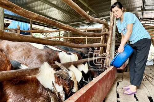 Nuôi dê nhốt chuồng mang lại hiệu quả kinh tế cao