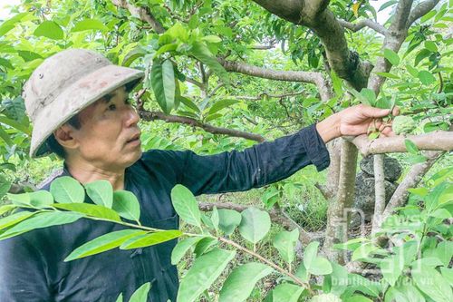 Cơ hội làm giàu từ na rải vụ