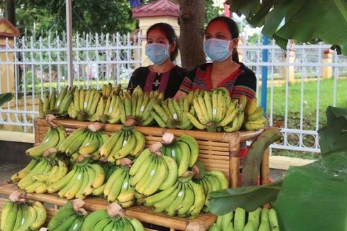 Tiền ùn ùn nhờ trồng chuối già lùn