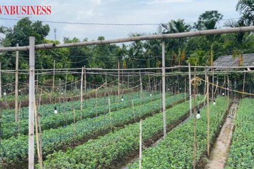 Đẩy mạnh trồng rau an toàn, HTX Đại Lan giúp nông dân bội thu