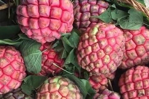 Cũng là quả na nhưng loại na đặc biệt này nhiều người săn lùng vì được ví như 'thần dược phòng the'