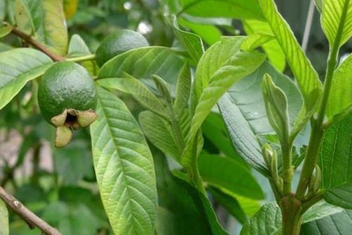 Những bài thuốc chữa bệnh từ lá và búp ổi