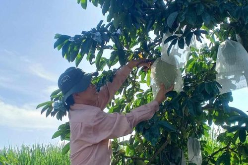 Điệp khúc 'trồng rồi chặt' - chuyện cũ, hậu quả mới