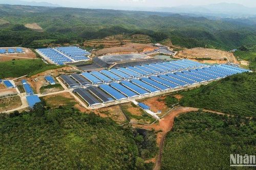 Đắk Nông phạt trại heo xả thải ra môi trường hơn 100 triệu đồng