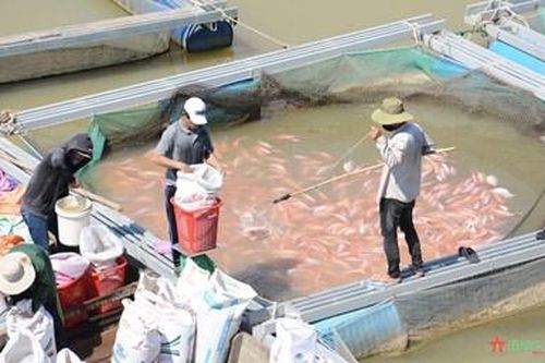 Tổng sản lượng thủy sản trên địa bàn thành phố Đà Nẵng ước đạt 26.492 tấn