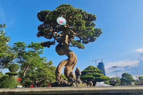 Loại cây trồng làm hàng rào lên đời thành 'vua các loài cây cảnh'