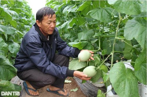 Người dân Gia Lai 'bỏ túi' hàng trăm triệu mỗi năm nhờ trồng dưa lưới