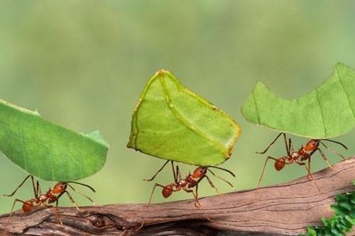 Thiên nhiên kỳ thú: Vương quốc dưới lòng đất của loài kiến cắt lá