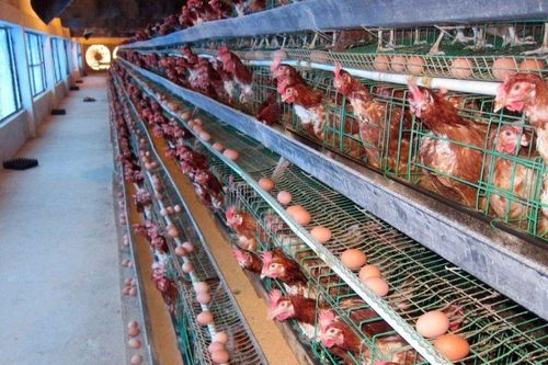 Những rào cản và kịch bản giúp ngành chăn nuôi gia cầm vượt khó