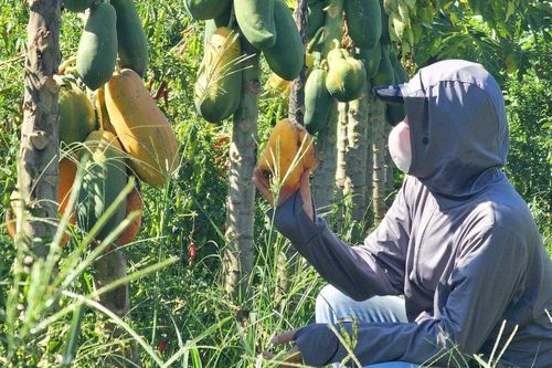 Nghệ An: Đu đủ 'cháy hàng', giá tăng gấp đôi trước ngày Rằm tháng Bảy