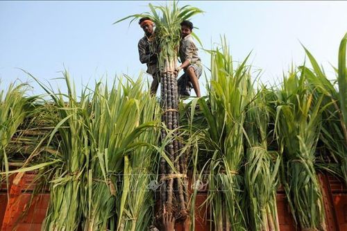 Thêm một quốc gia cấm xuất khẩu đường