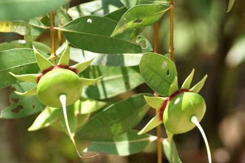 Loại quả vừa nghe tên đã thấy nghèo nhưng lại mang giá trị kinh tế cao