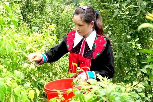 Cây ớt giúp phụ nữ dân tộc thiểu số làm chủ kinh tế
