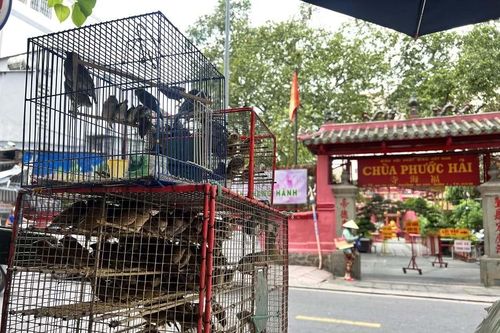Thừa Thiên - Huế: Khuyến cáo không phóng sinh các loài chim hoang dã