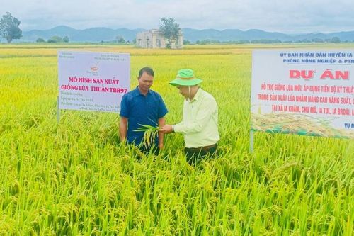 Ia Pa: Hơn 1.300 hộ dân tham gia Dự án hỗ trợ giống lúa mới TBR97