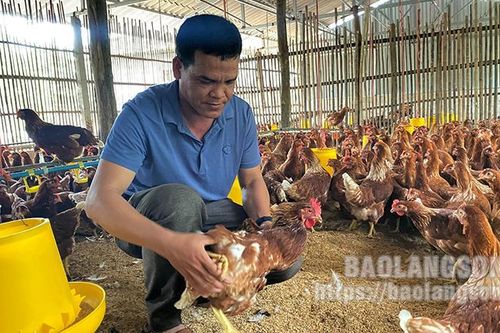 Chăn nuôi gà an toàn sinh học: Hướng phát triển bền vững