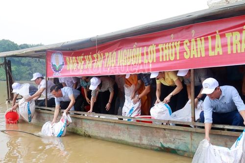 Thả cá phóng sinh, tái tạo nguồn lợi thủy sản trên sông Hồng