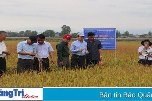 Hội nghị đầu bờ đánh giá kết quả mô hình sản xuất lúa sử dụng máy sạ cụm
