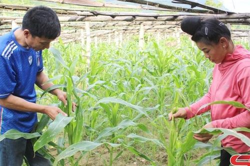 Tạo liên kết trong sản xuất, tiêu thụ sản phẩm