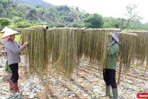 Liên Hòa chuyển đổi cơ cấu cây trồng