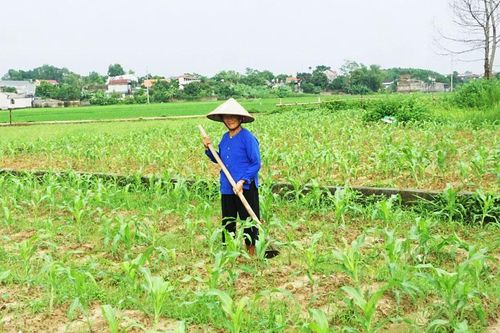 Phấn đấu gieo trồng hơn 10.000ha cây vụ đông
