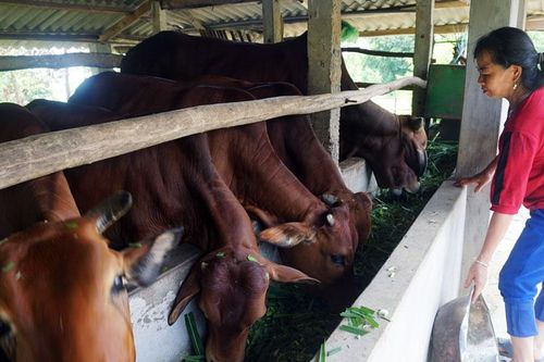 Khống chế ổ dịch viêm da nổi cục trâu, bò tại Võ Nhai