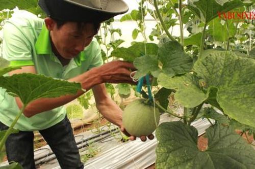 Người dân Phụng Hiệp kỳ vọng 'đổi đời' từ những mô hình mới của kinh tế hợp tác