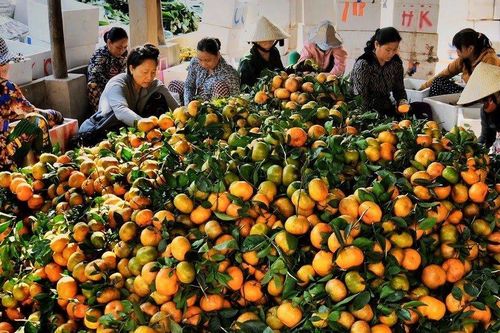 Quýt Ôn Châu vào vụ người dân vui mừng khi giá tăng cao