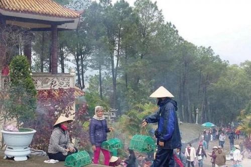 Thừa Thiên Huế khuyến cáo không mua, bán chim hoang dã để phóng sinh