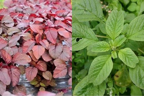 Rau dền xanh hay rau dền đỏ ngon và bổ hơn?