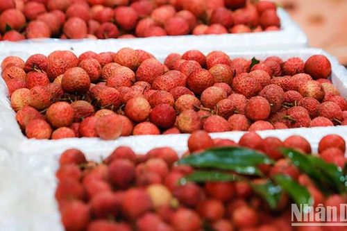 Chương trình OCOP được triển khai ở Việt Nam từ khi nào?