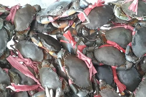 Cà Mau: Phấn đấu xuất khẩu hơn 30% sản lượng cua biển