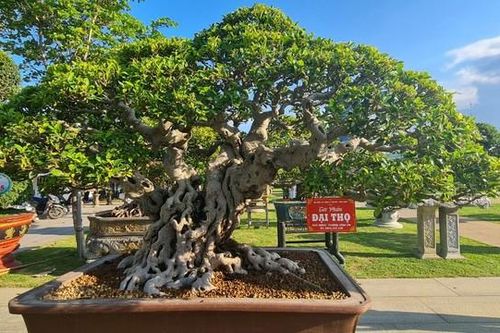 Si, sam, sộp và những 'siêu cây' giá trăm triệu
