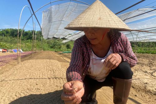 Dân làng rau La Hường, Đà Nẵng khốn khổ vì nước nhiễm mặn