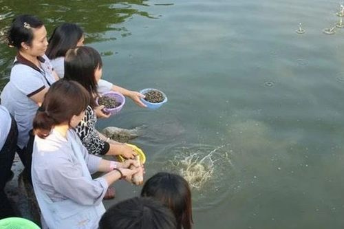 Lạm bàn về phóng sinh