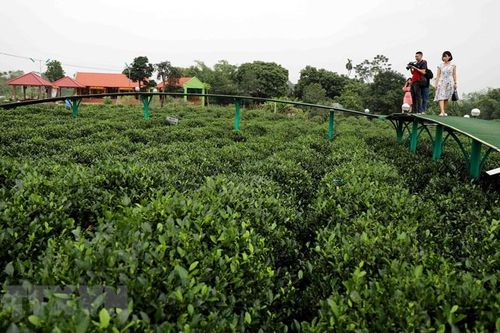 Thái Nguyên: Hấp dẫn du lịch cộng đồng gắn với văn hóa chè